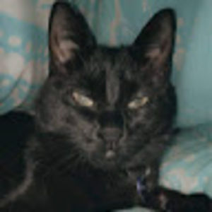 Meet your Posher, Ava